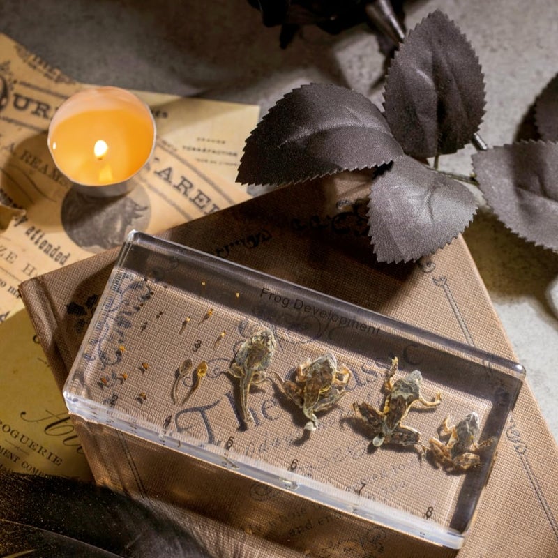 TOHTOFN Frog Development Specimen in Resin - Transparent Resin Block Showing Life Cycle from Egg to Adult Frog (5.5 x 2.5 x 0.8 Inches) - Image 3